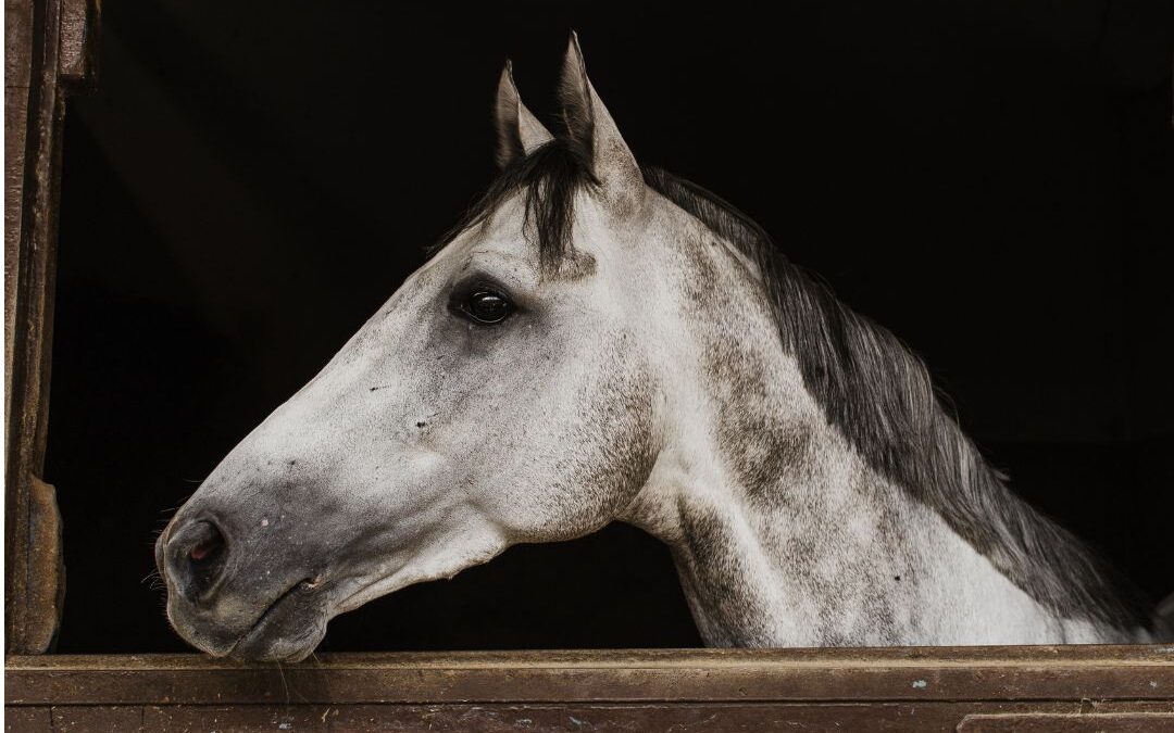 Why Barn Air Matters